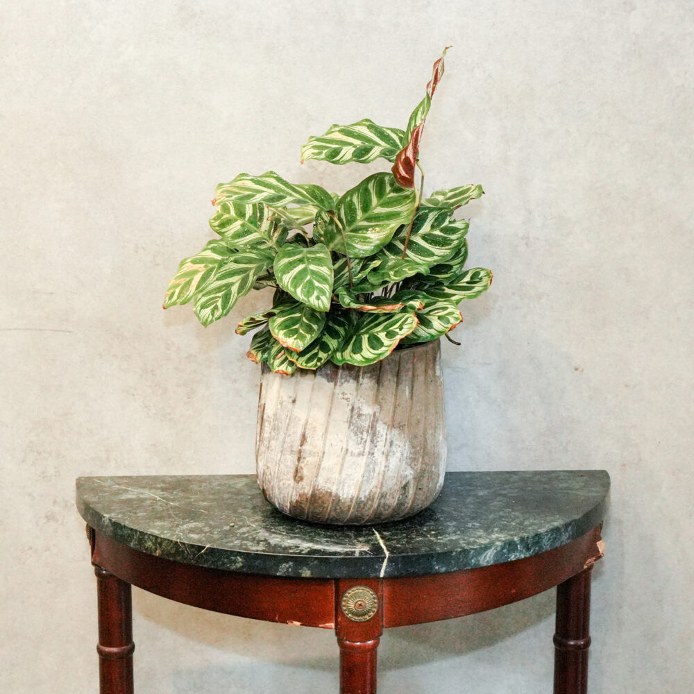 1754124229NnpPn 孔雀竹芋