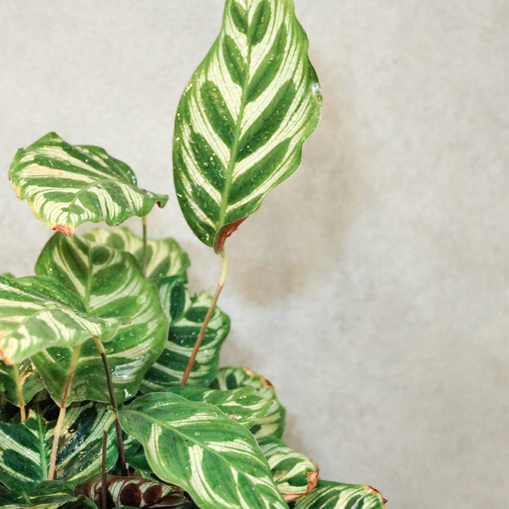 1754124233LfpbC 孔雀竹芋