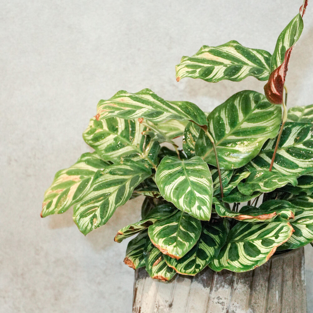 1754124233vBPDC 孔雀竹芋