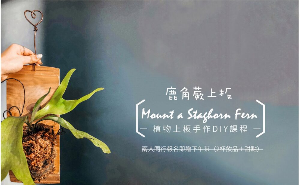 【植栽課】鹿角蕨上板 Mount a Staghorn Fern