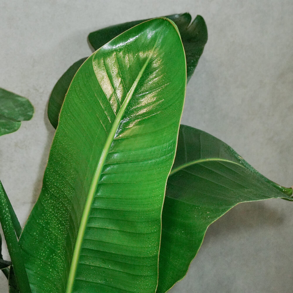 天堂鳥｜現貨｜