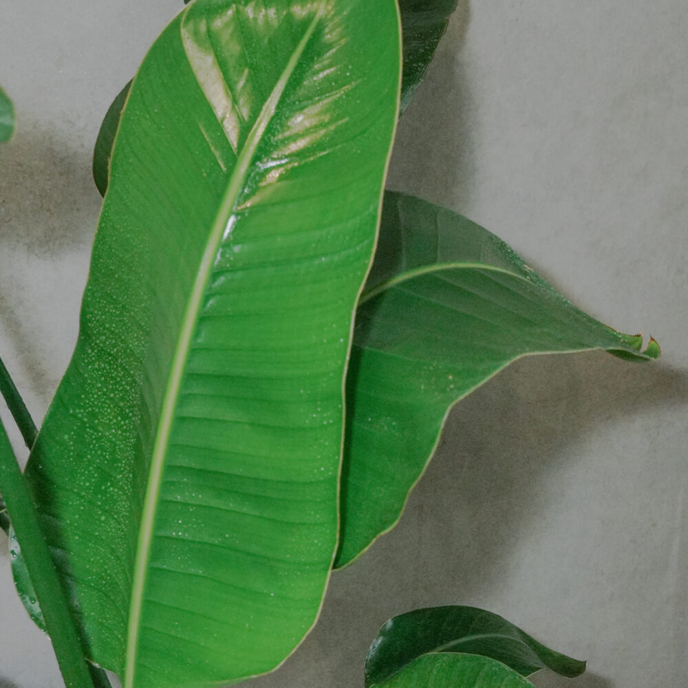 天堂鳥｜現貨｜