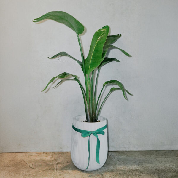 天堂鳥｜現貨｜