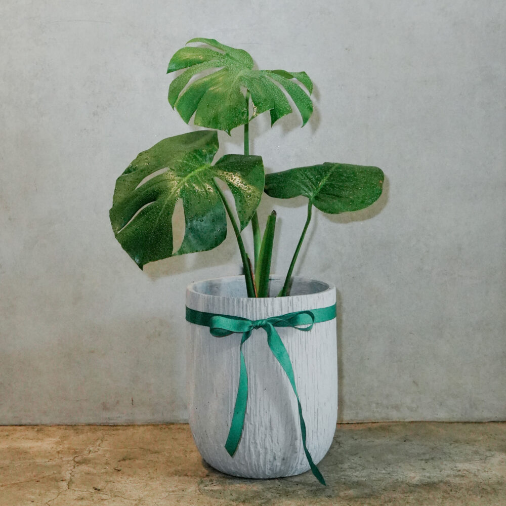 龜背芋水泥盆 |現貨|