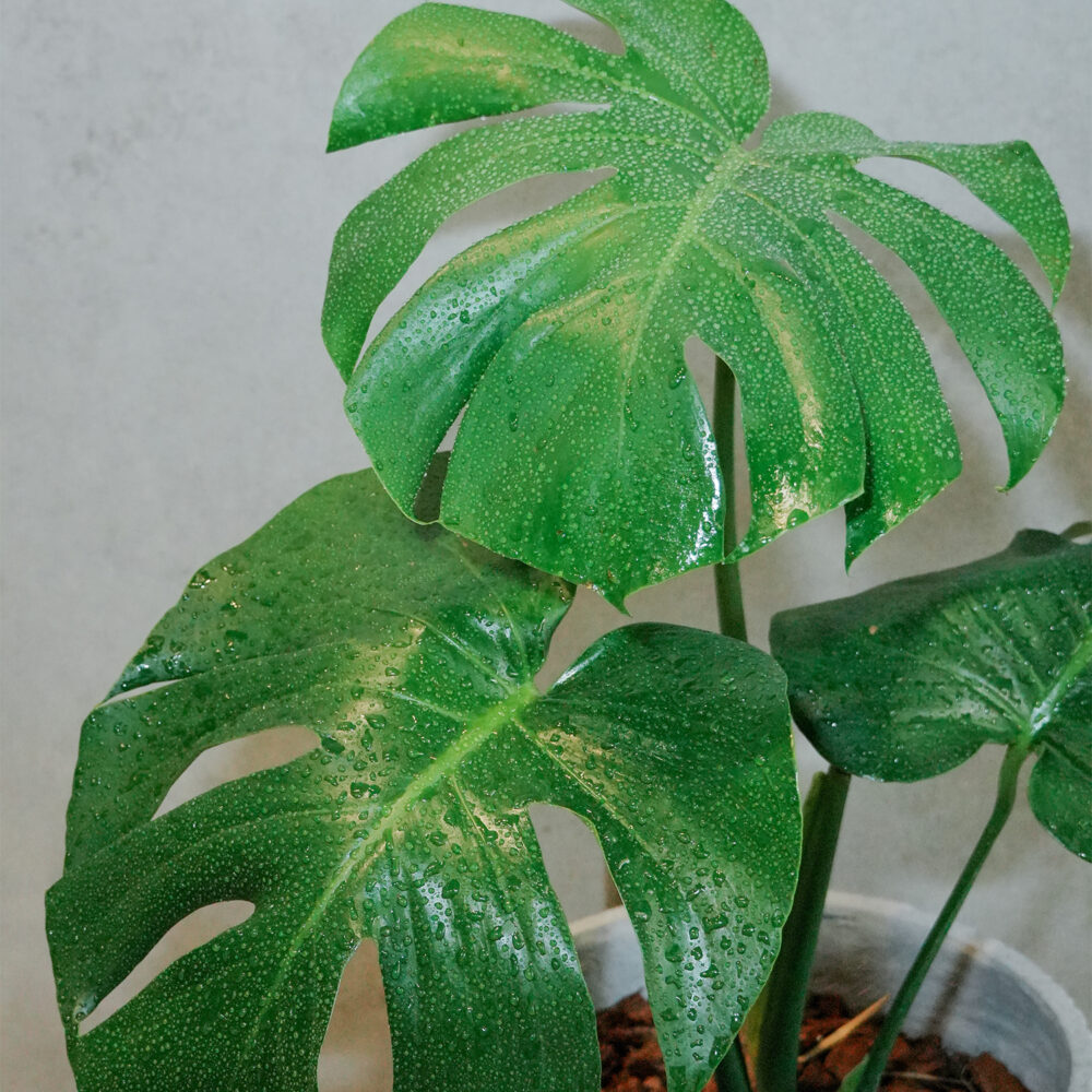 龜背芋水泥盆 |現貨|