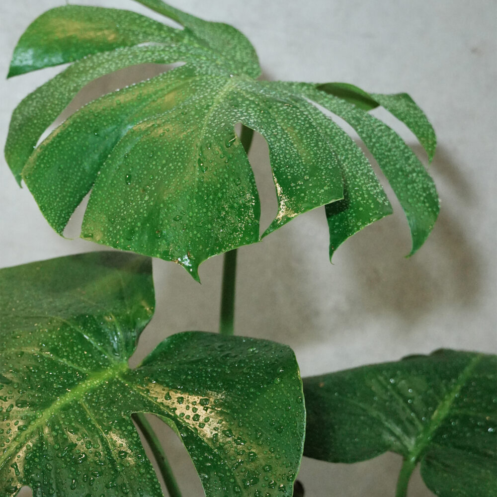 龜背芋水泥盆 |現貨|