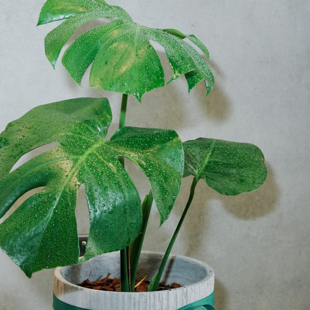 龜背芋水泥盆 |現貨|