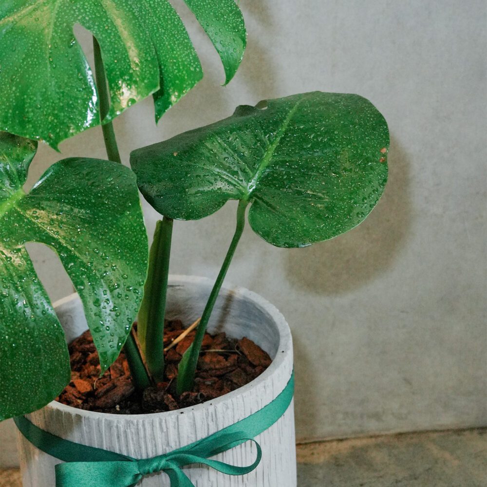 龜背芋水泥盆 |現貨|