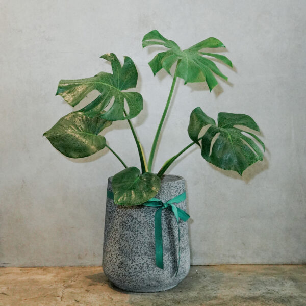 龜背芋水泥盆｜現貨