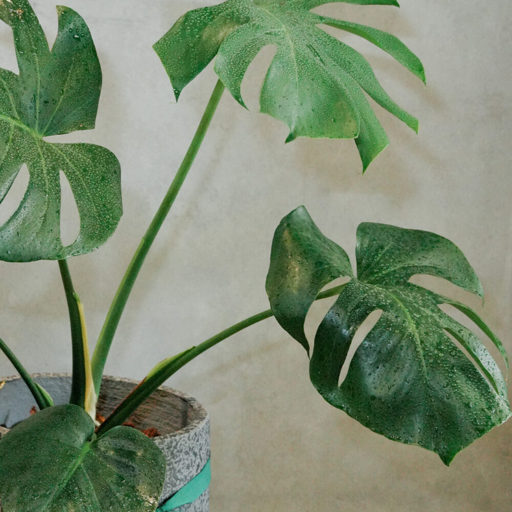 龜背芋水泥盆｜現貨