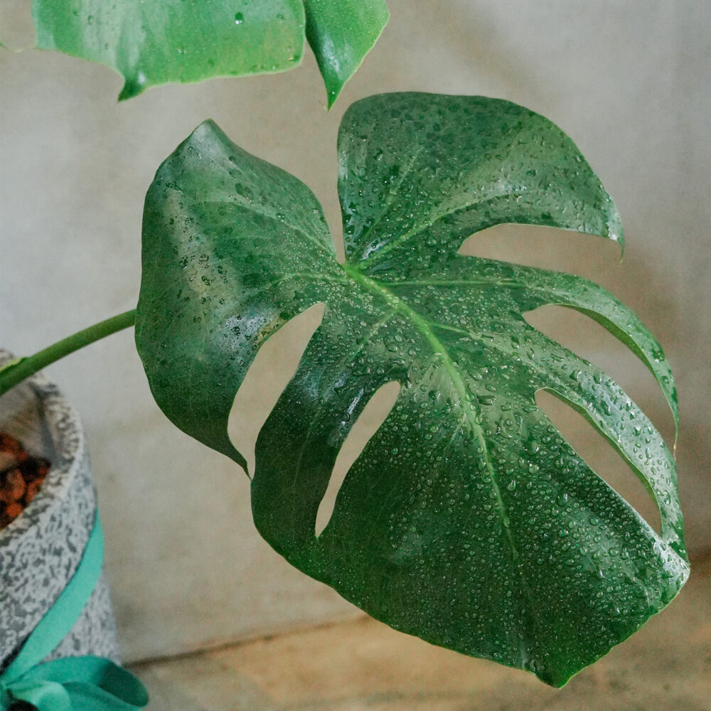 龜背芋水泥盆｜現貨