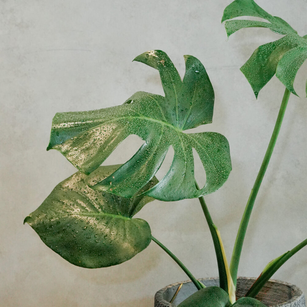 龜背芋水泥盆｜現貨