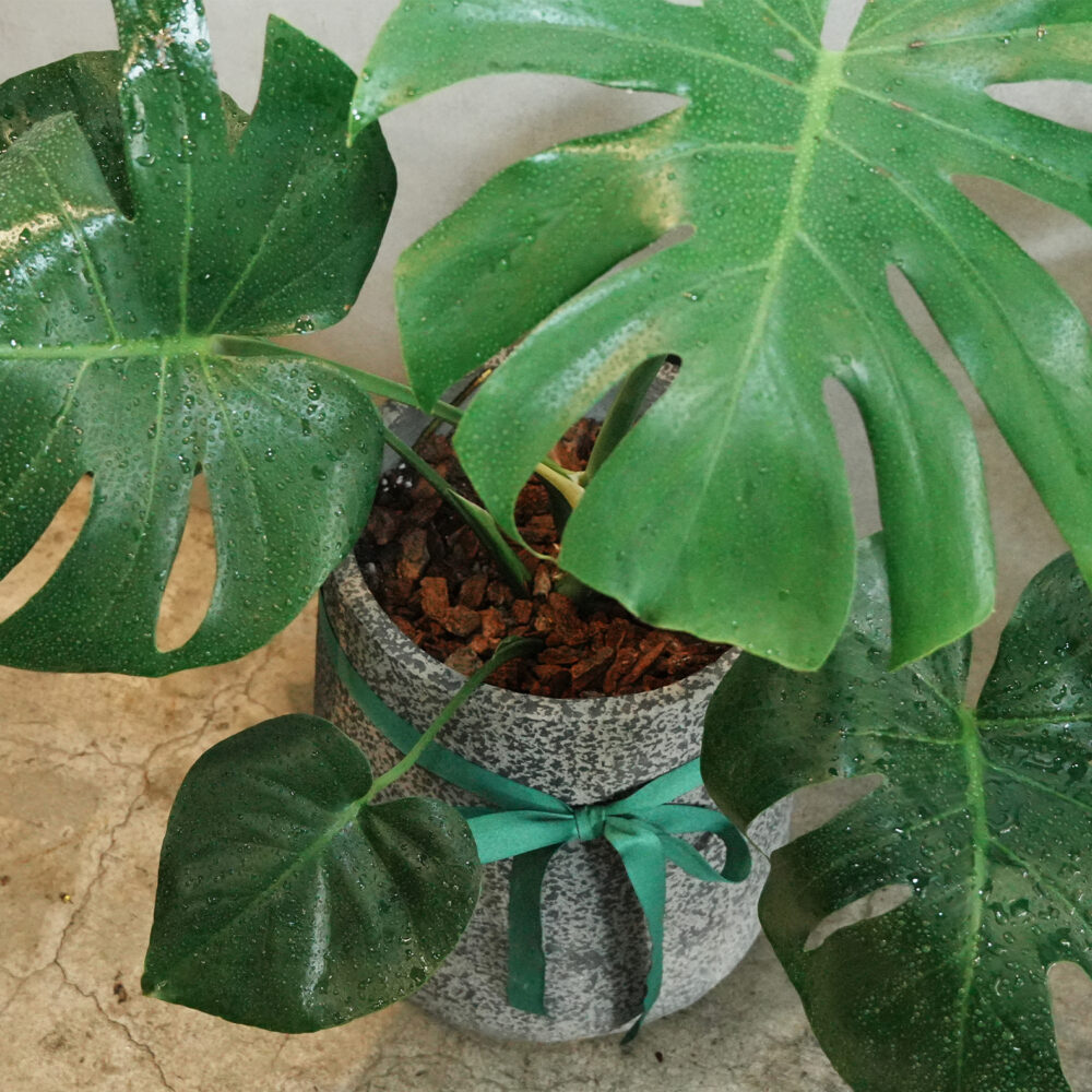 龜背芋水泥盆｜現貨