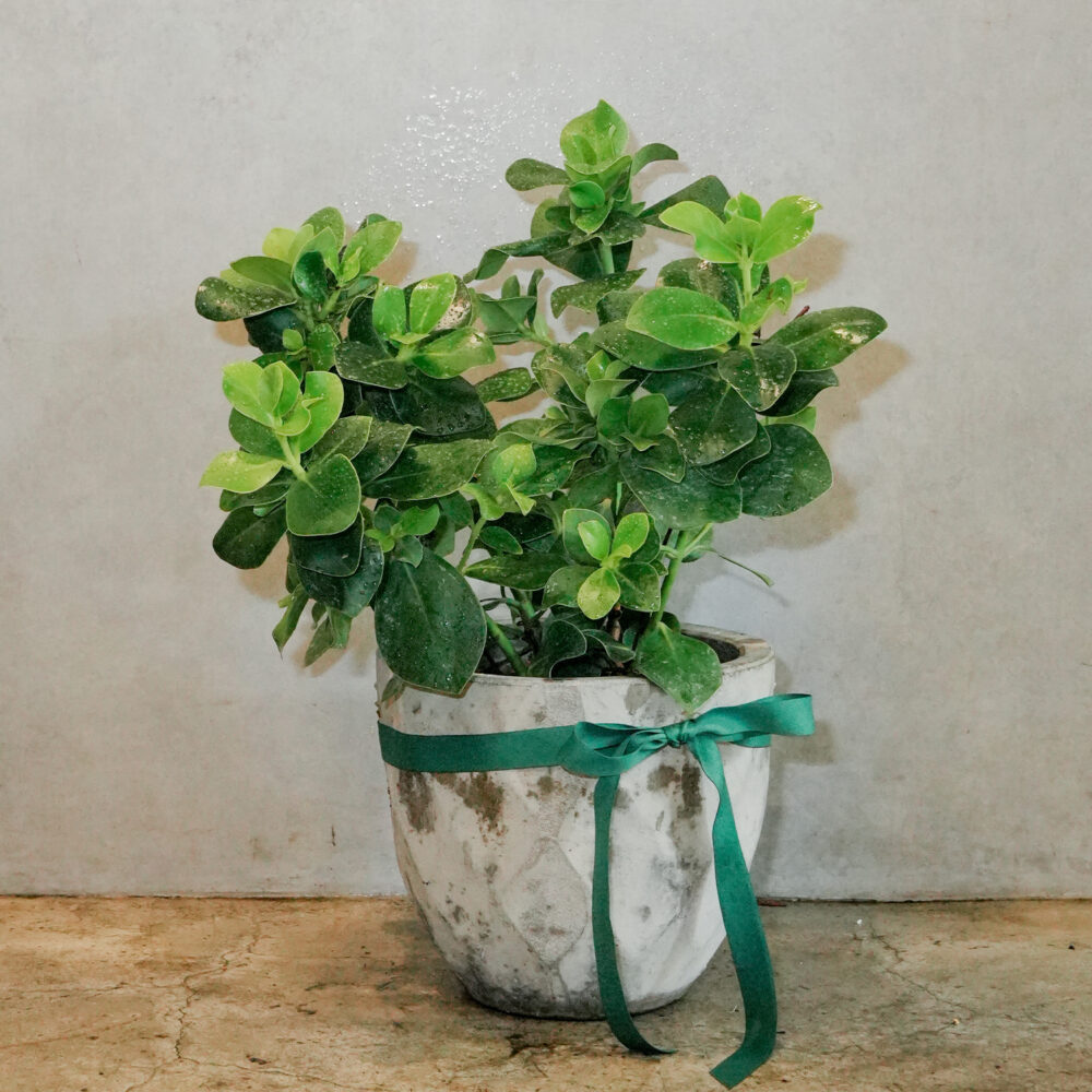 書代木（聚財木）