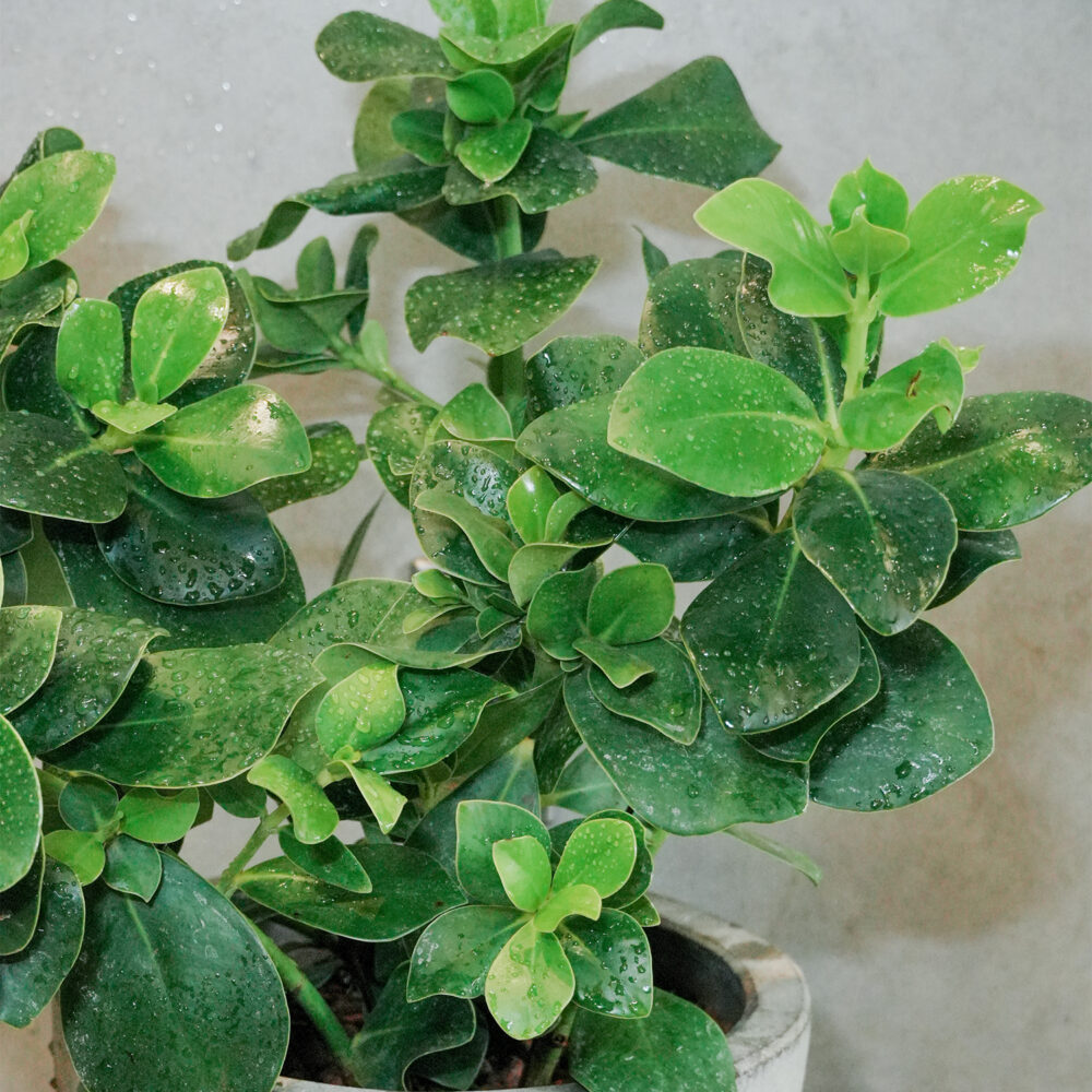 書代木（聚財木）