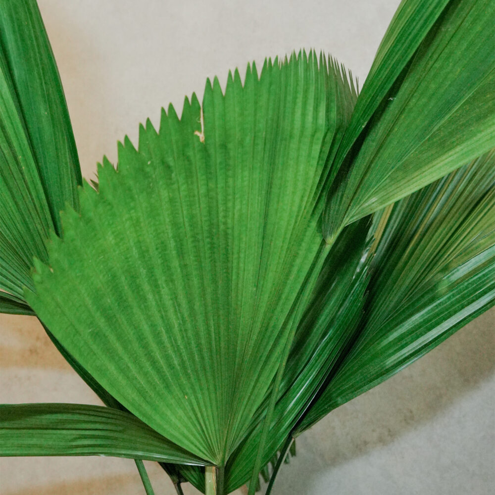 圓葉蒲葵 |現貨|