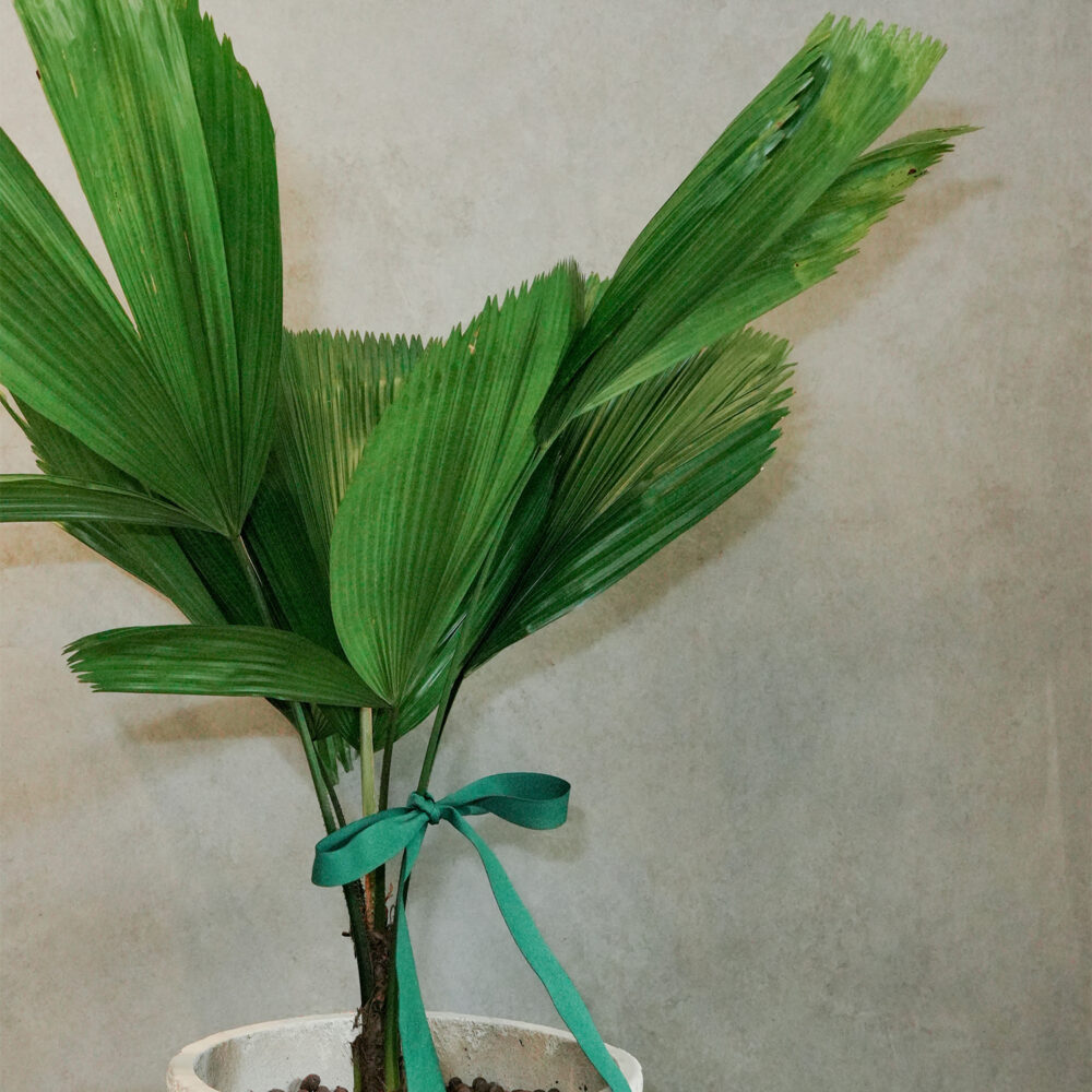 圓葉蒲葵 |現貨|