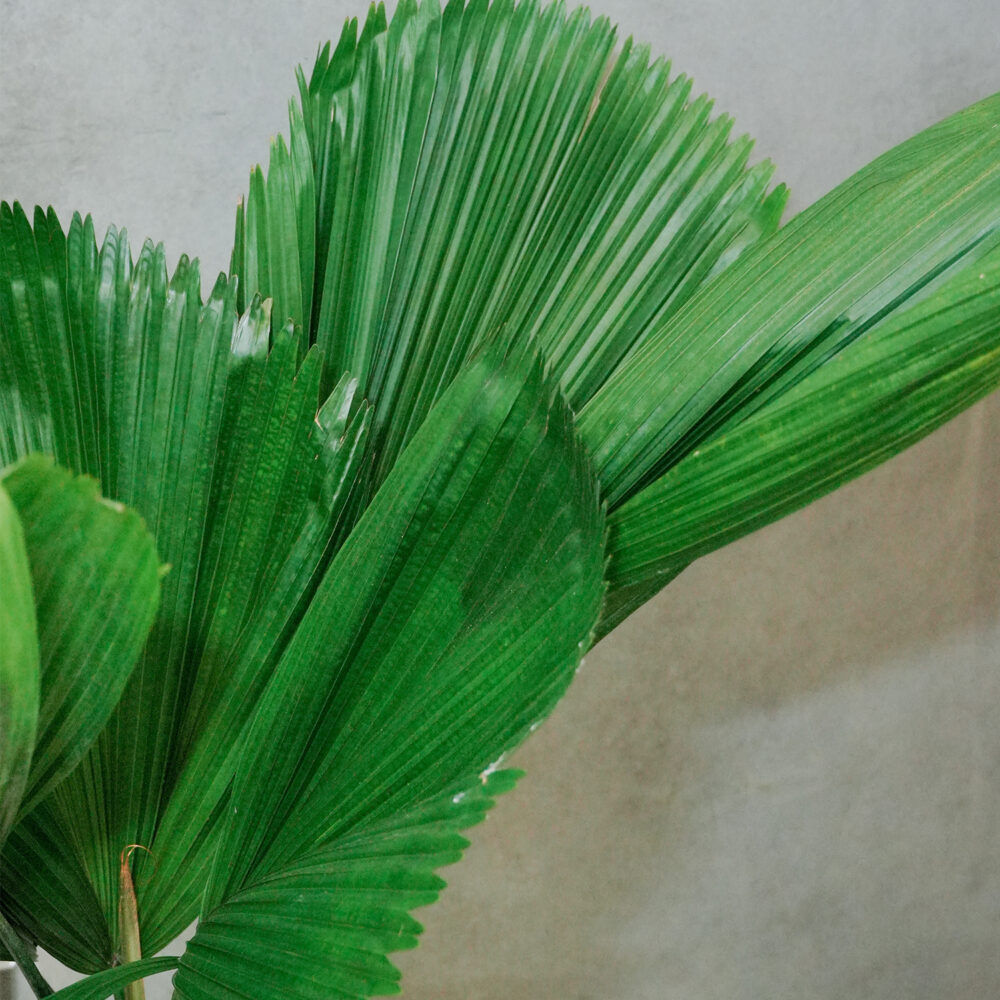 圓葉蒲葵 |現貨|