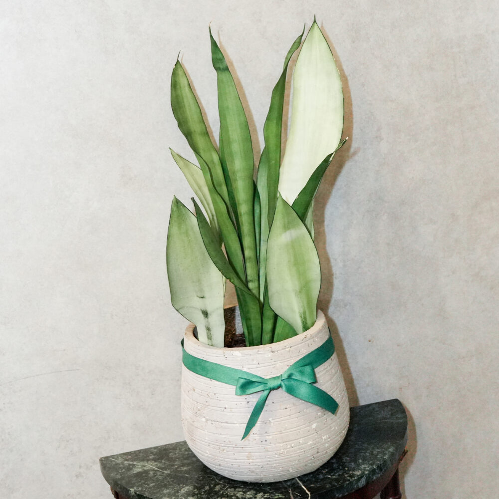 銀后虎尾蘭水泥盆