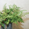兔腳蕨水泥盆