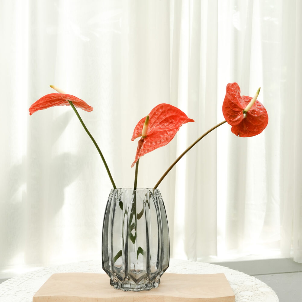 玫瑰少年｜預購