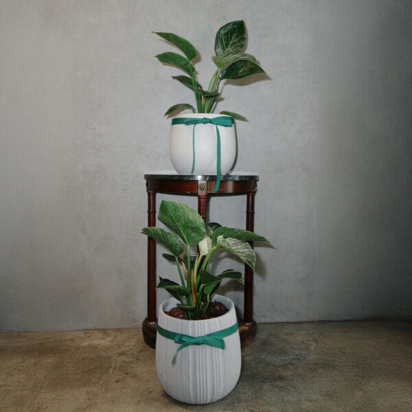 鉑金蔓綠絨｜S｜