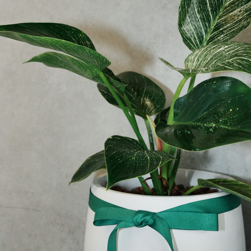 鉑金蔓綠絨｜S｜