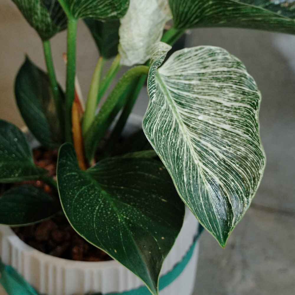 鉑金蔓綠絨｜S｜