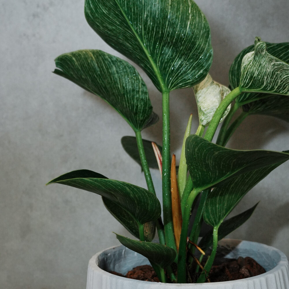 鉑金蔓綠絨｜S｜