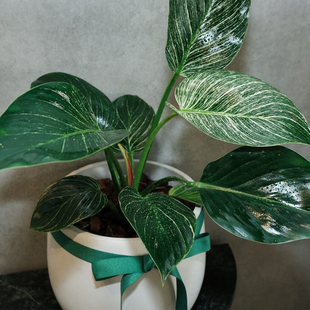 鉑金蔓綠絨｜S｜