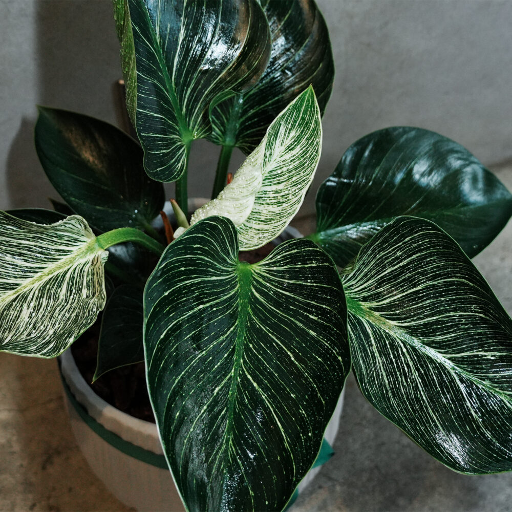 鉑金蔓綠絨｜S｜