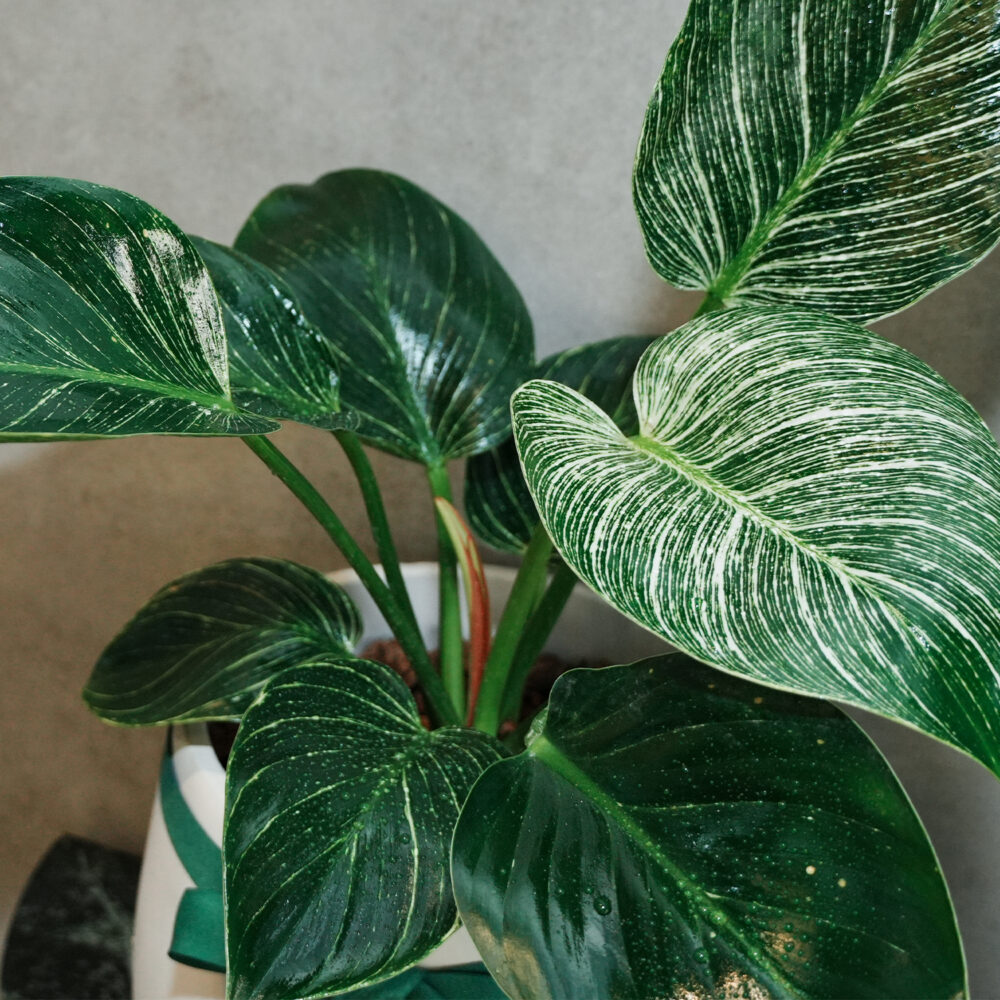 鉑金蔓綠絨｜S｜