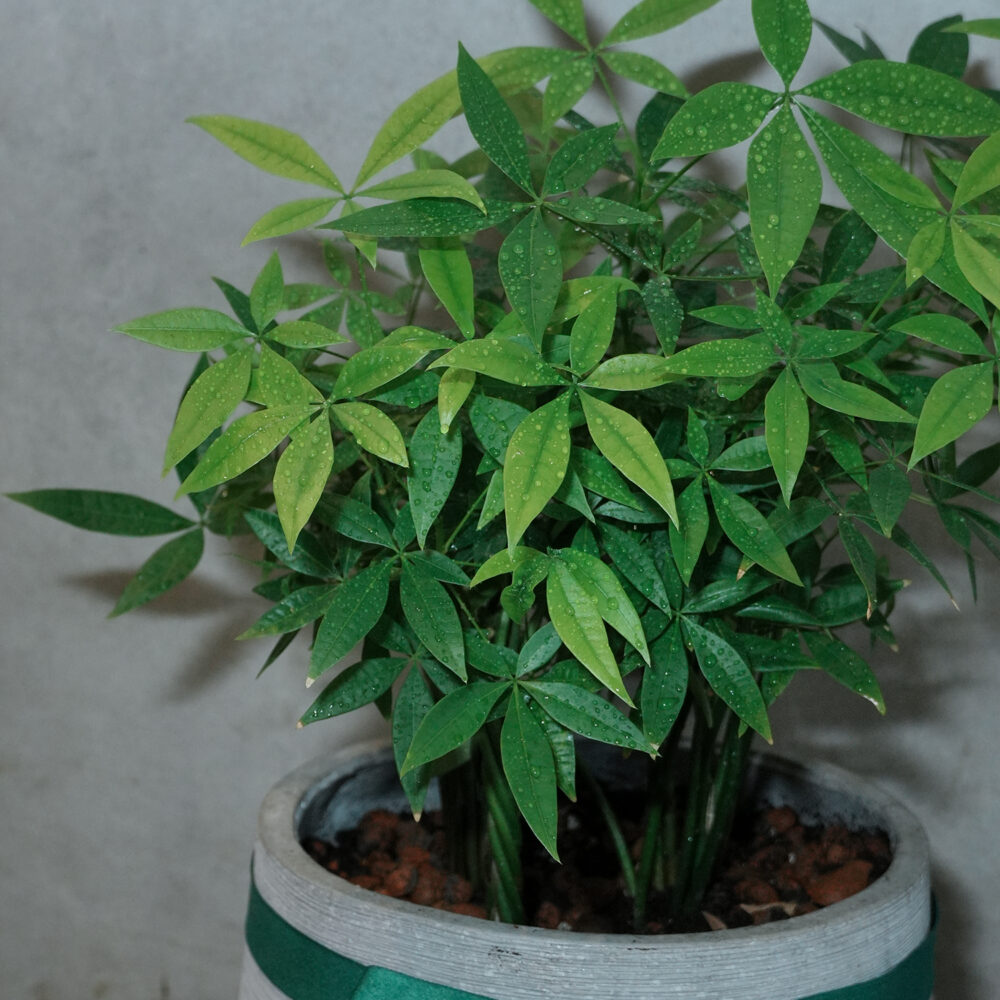 發財樹｜現貨｜