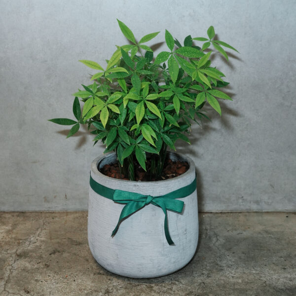 發財樹｜現貨｜