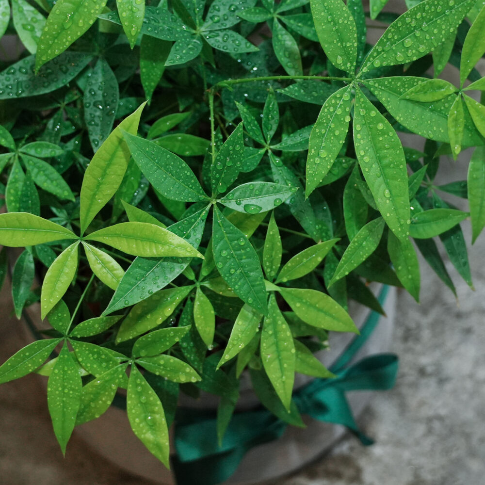 發財樹｜現貨｜