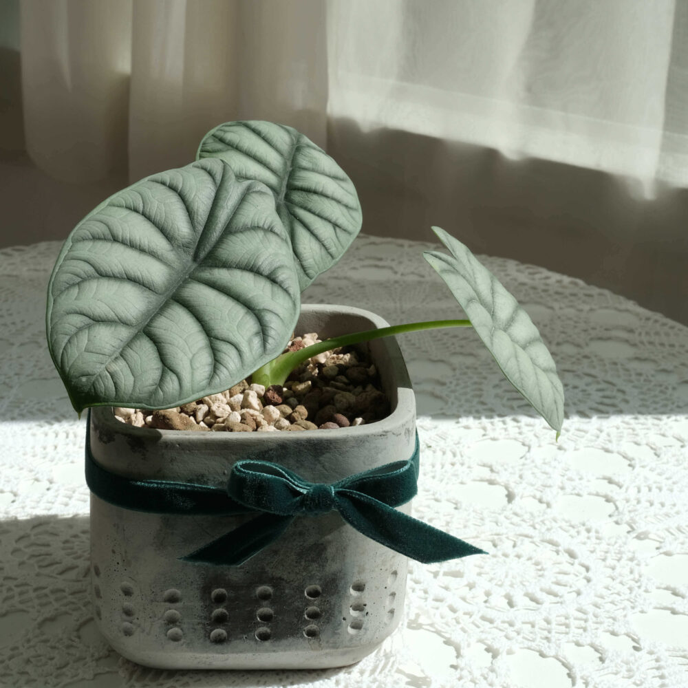 銀盾觀音蓮水泥盆