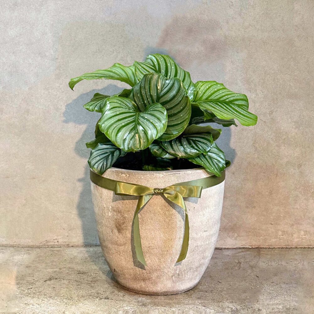 青蘋果竹芋水泥盆