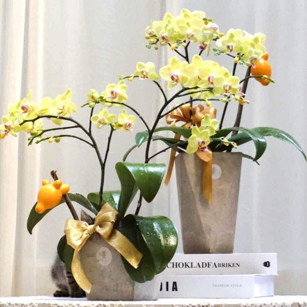 伊斯坦堡 蝴蝶蘭桌上型花禮