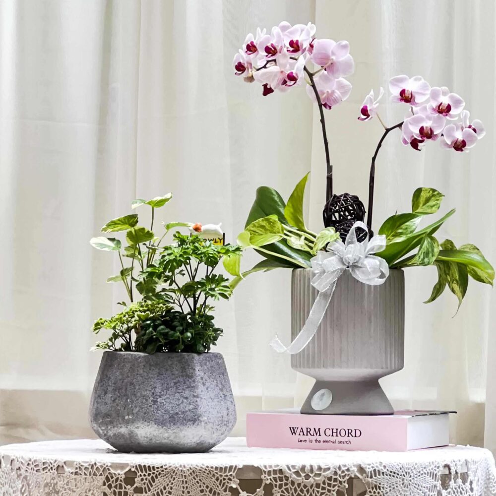 軌跡 蝴蝶蘭桌上型花禮