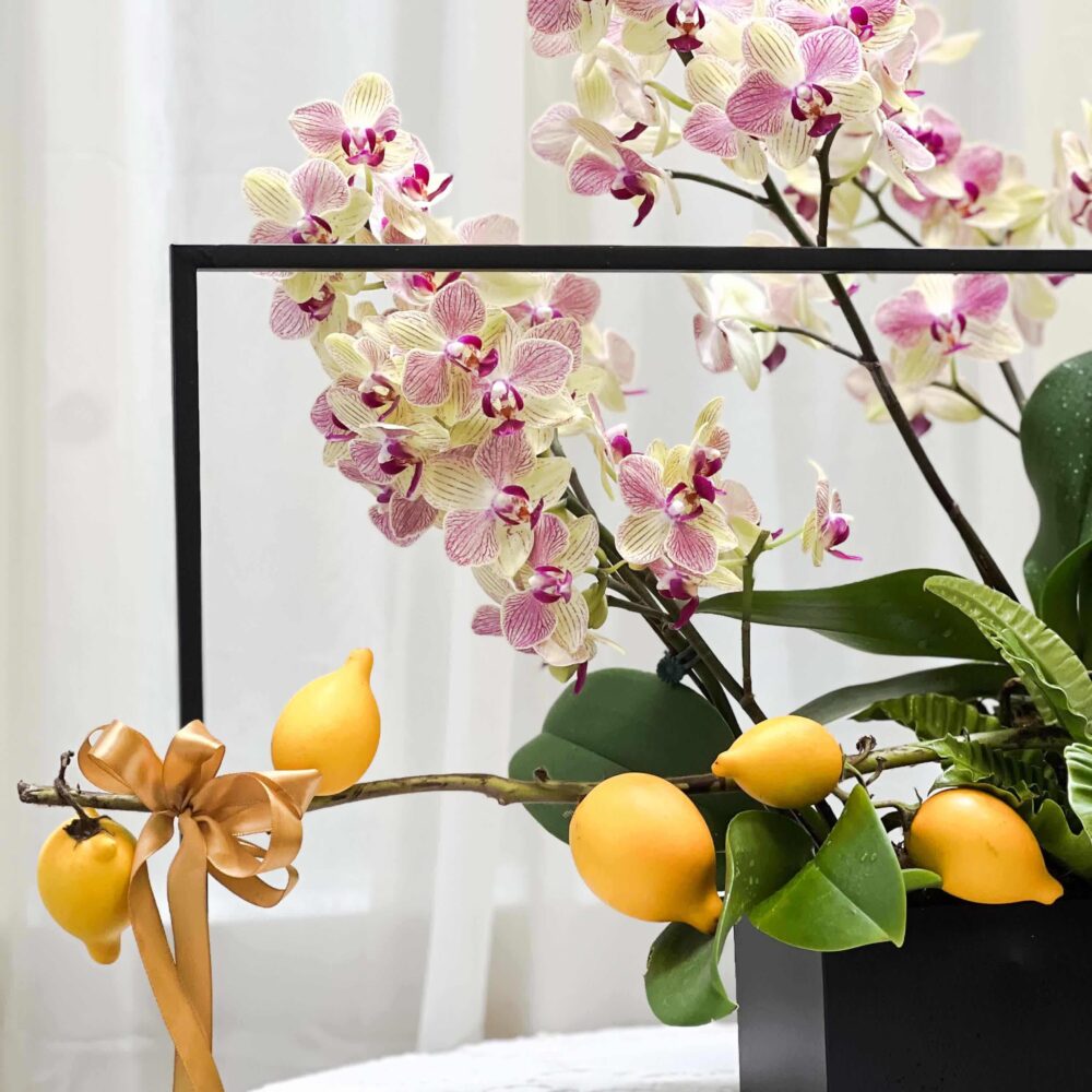 情畫 蝴蝶蘭設計花禮