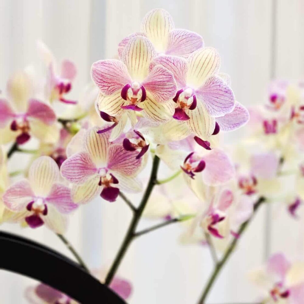 夜曲 桌上型蘭花花禮