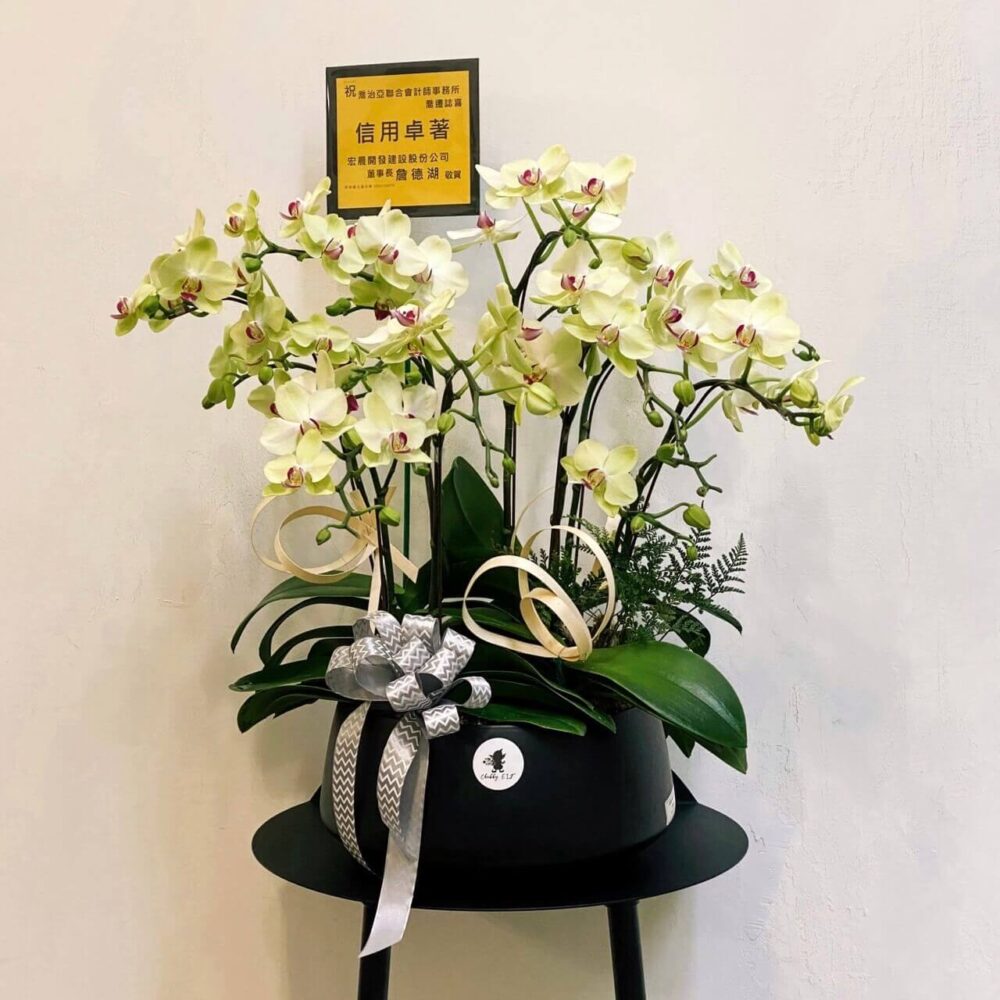 如夏 蝴蝶蘭桌上型花禮