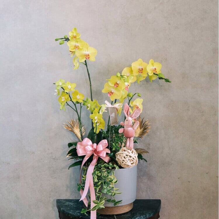 甜甜的 蝴蝶蘭桌上型花禮