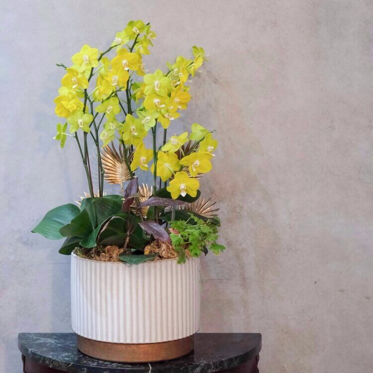 簡單愛 蝴蝶蘭桌上型花禮