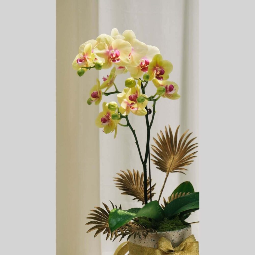 璞玉 蝴蝶蘭桌上型花禮