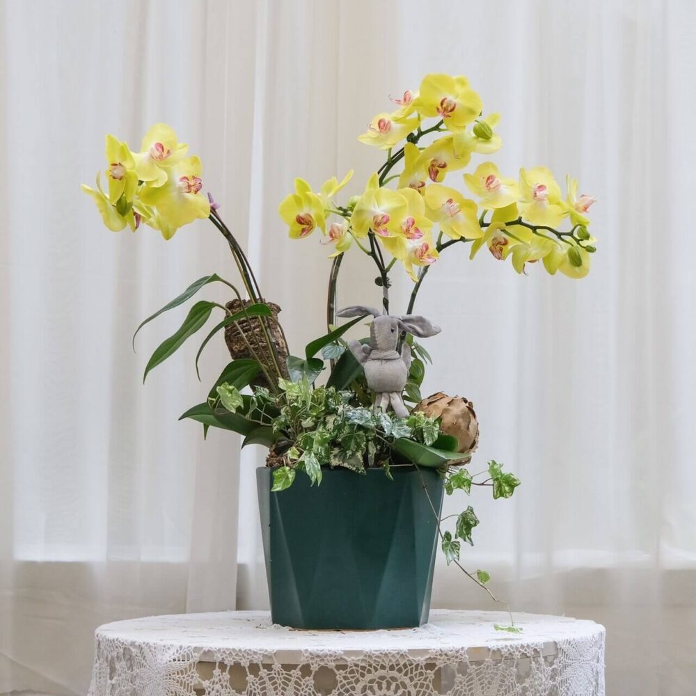 金黃春日 蝴蝶蘭桌上型花禮