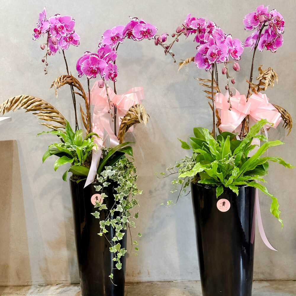 一九四三 蝴蝶蘭 落地盆