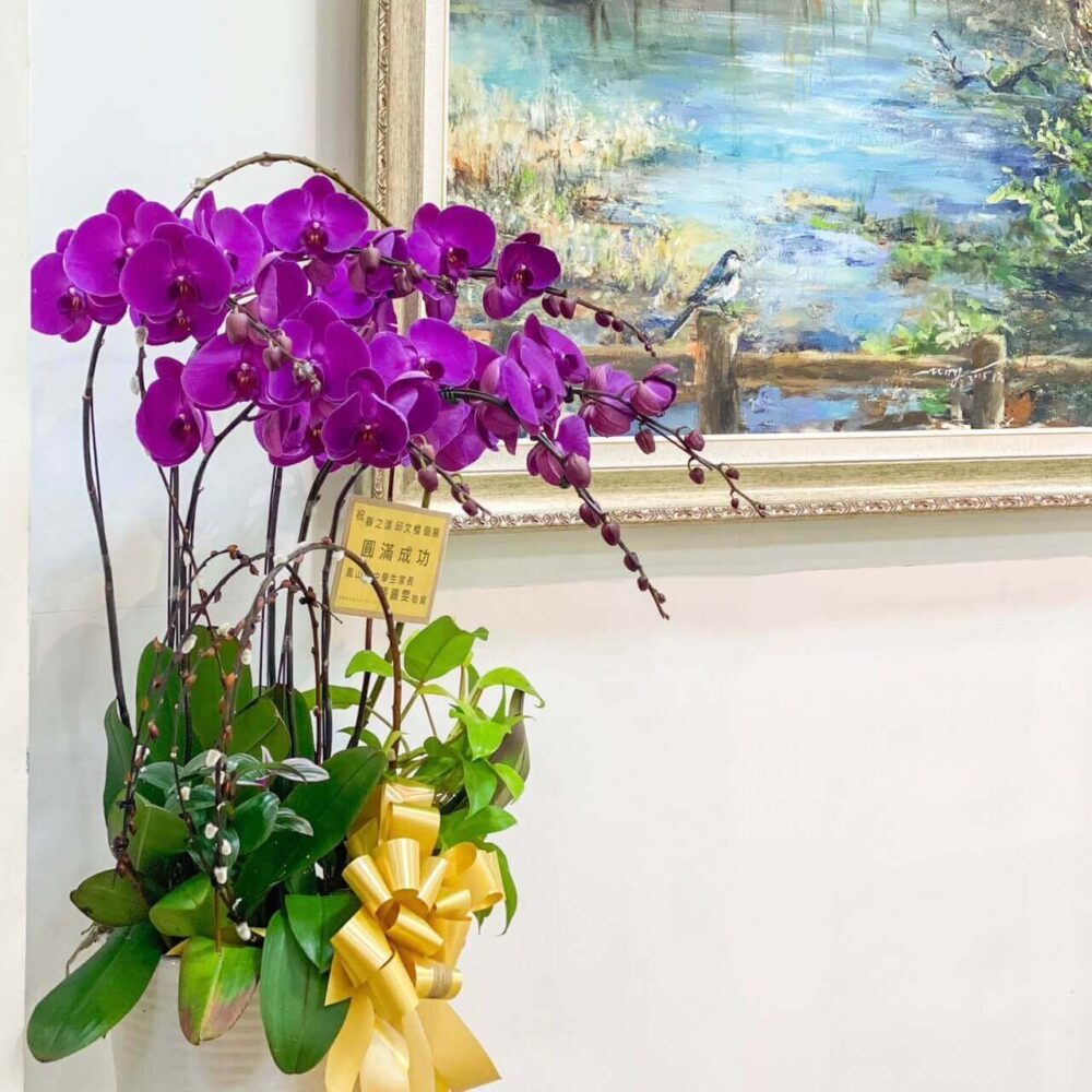 火紅蝴蝶蘭 蘭花落地盆