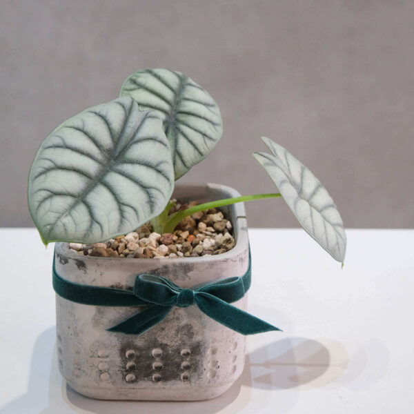 銀盾觀音蓮水泥盆