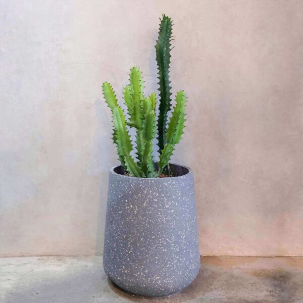 龍骨仙人掌水磨盆